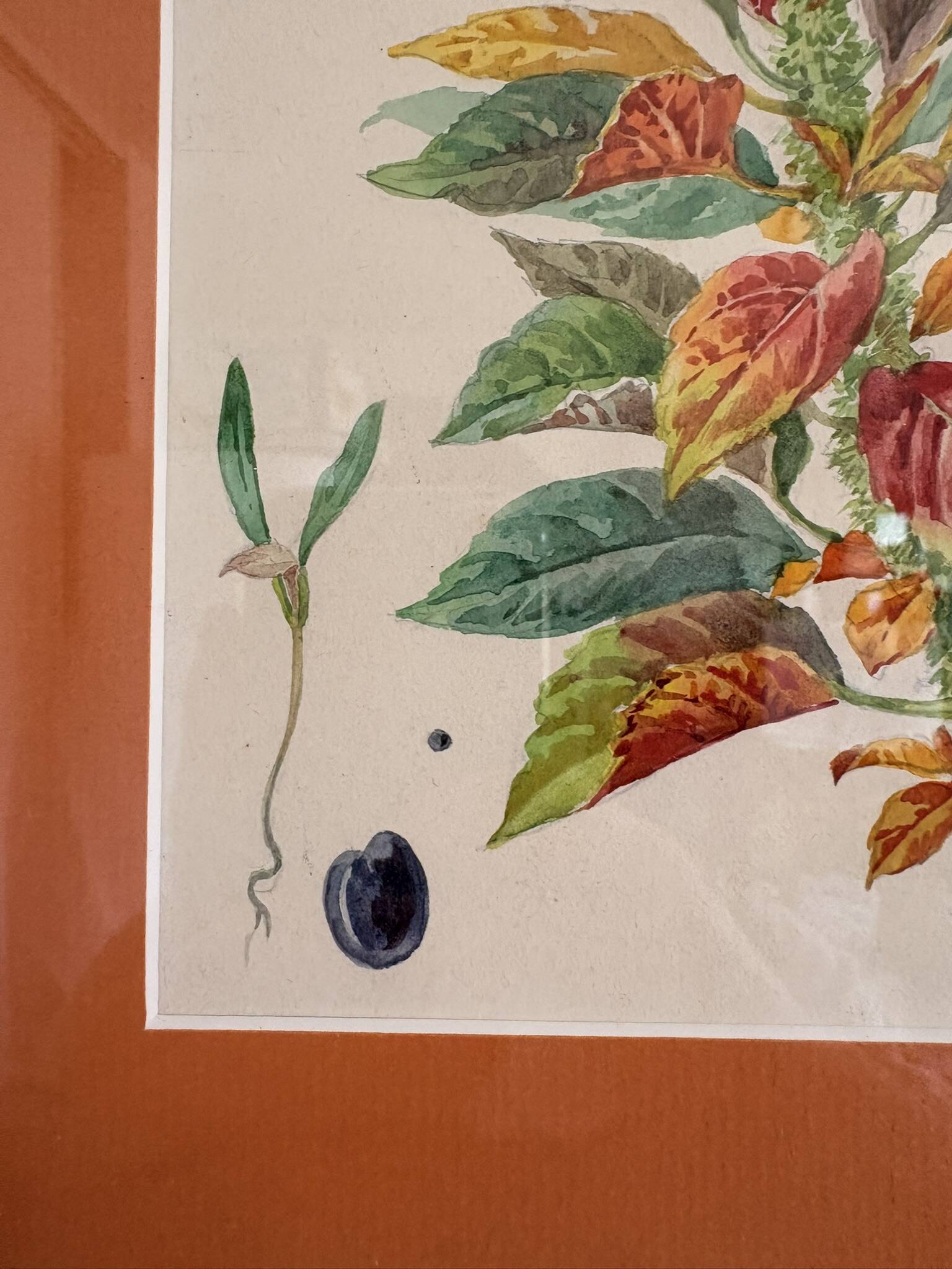 Tableau Aquarelle Iconographie Fleurs Naturalisme Amarante Tricolore Natura