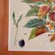 Tableau Aquarelle Iconographie Fleurs Naturalisme Amarante Tricolore Natura