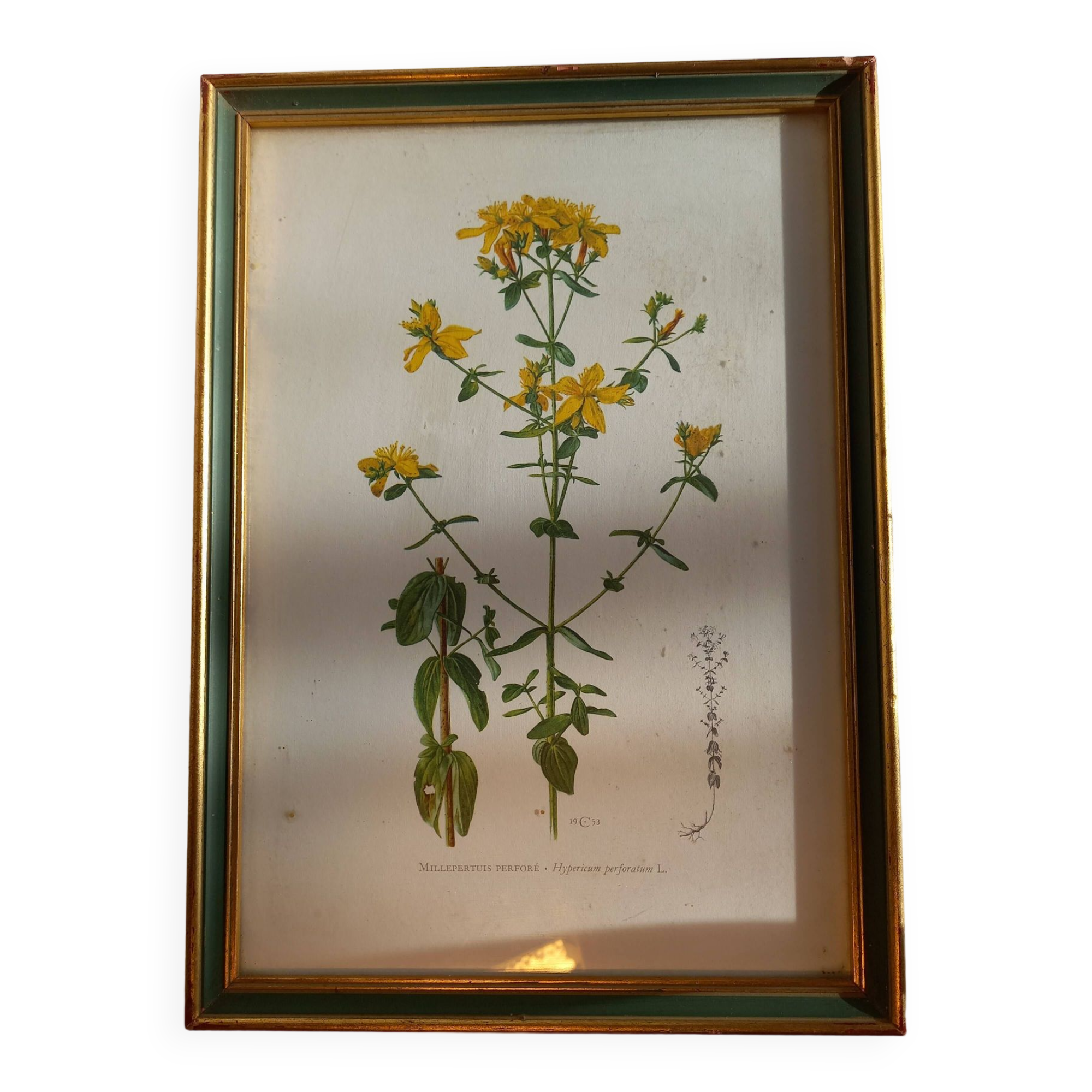 Two botanical drawings