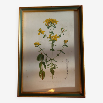 Two botanical drawings