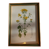 Two botanical drawings