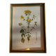 Deux dessins de botanique