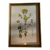Two botanical drawings