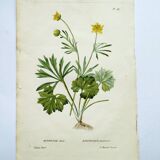 Gravure botanique ancienne de 1829 - Renoncule dorée- Par Poiteau. Fleur