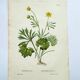 Antique botanical engraving from 1829 - Golden buttercup - By Poiteau. Flower