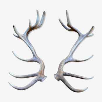 Pair of deer antlers