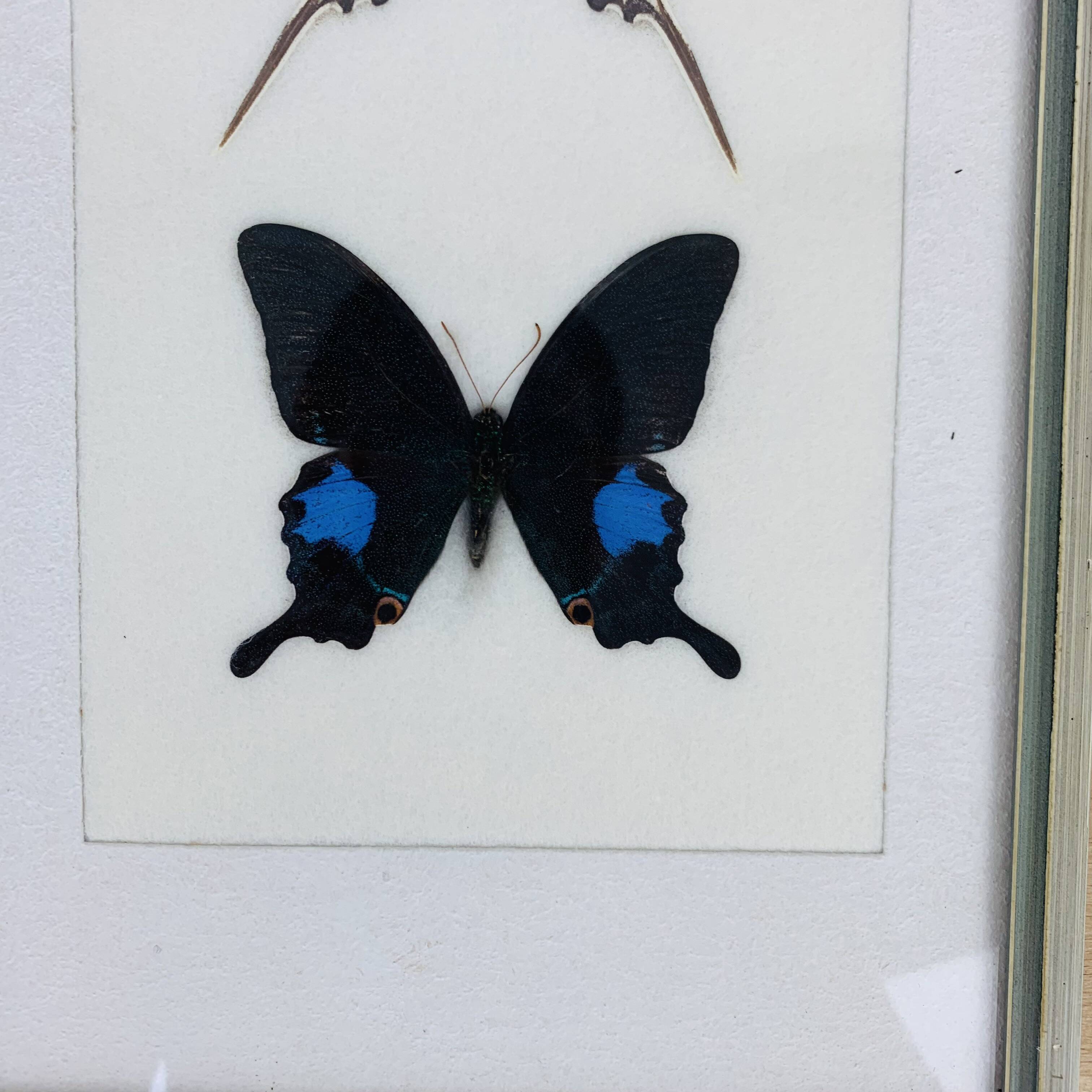 2 vintage naturalized butterfly frames