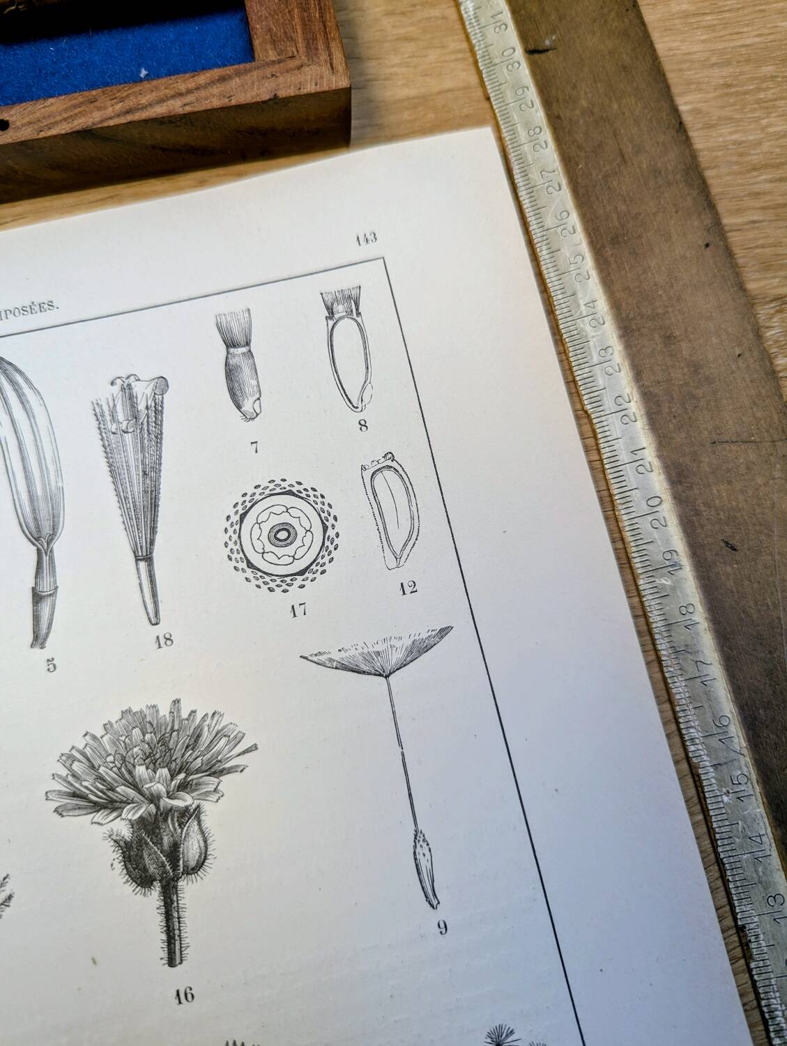 Printed in 1889, the composites. Old botanical plate.