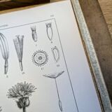 Printed in 1889, the composites. Old botanical plate.