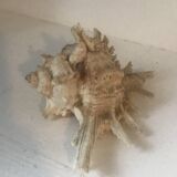 Comoros 7 fingers shell