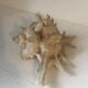 Comoros 7 fingers shell