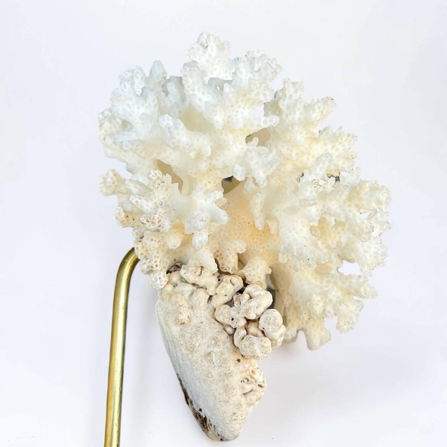 Natural ancient white coral on a black wooden base.