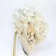 Natural ancient white coral on a black wooden base.