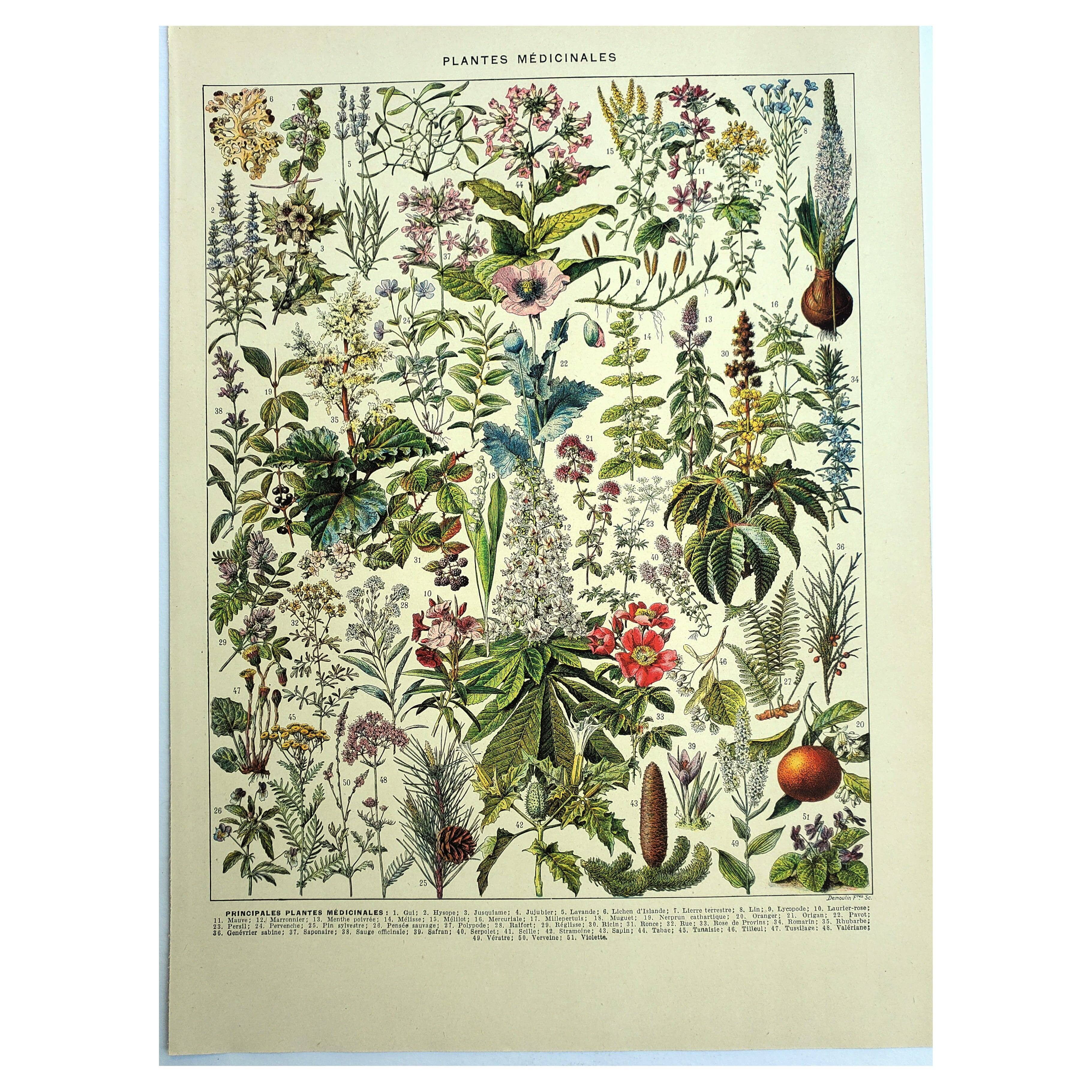 Old engraving from 1928 - Medicinal plants (2) by Millot. Botany