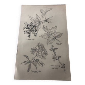 Elderberry botanical poster