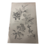 Elderberry botanical poster