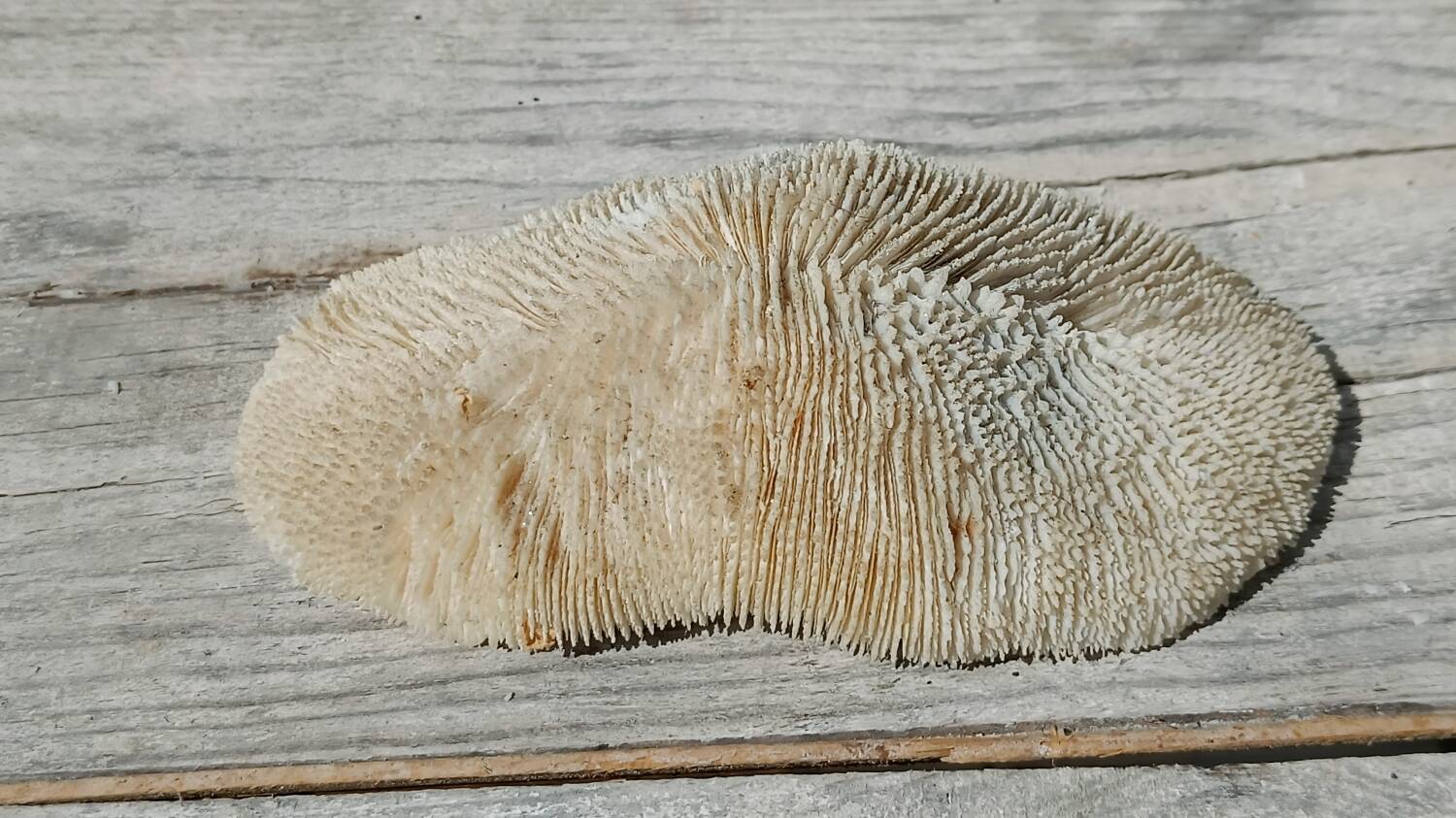 Vintage coral fungia