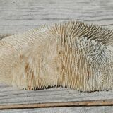 Vintage coral fungia