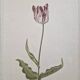 La Roche Laffitte (Born in 1943) - Watercolour drawing on silk - Tulip
