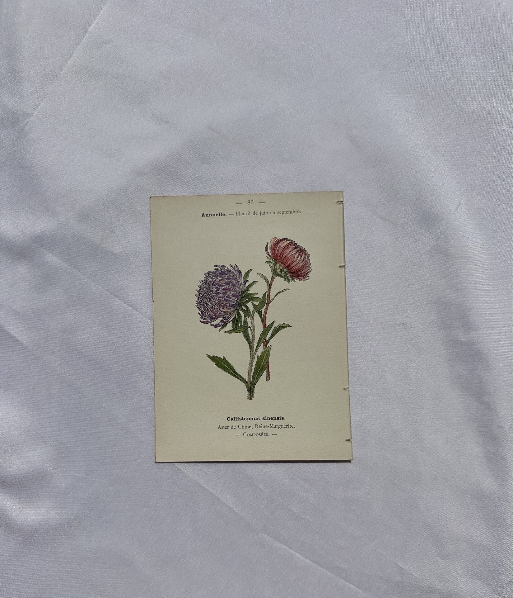 Planche botanique, gravure naturaliste, 19ème