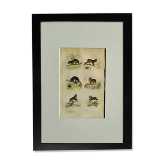 Planche zoologique originale " Jagouar - Cougouar roux - &c... " Buffon 1836