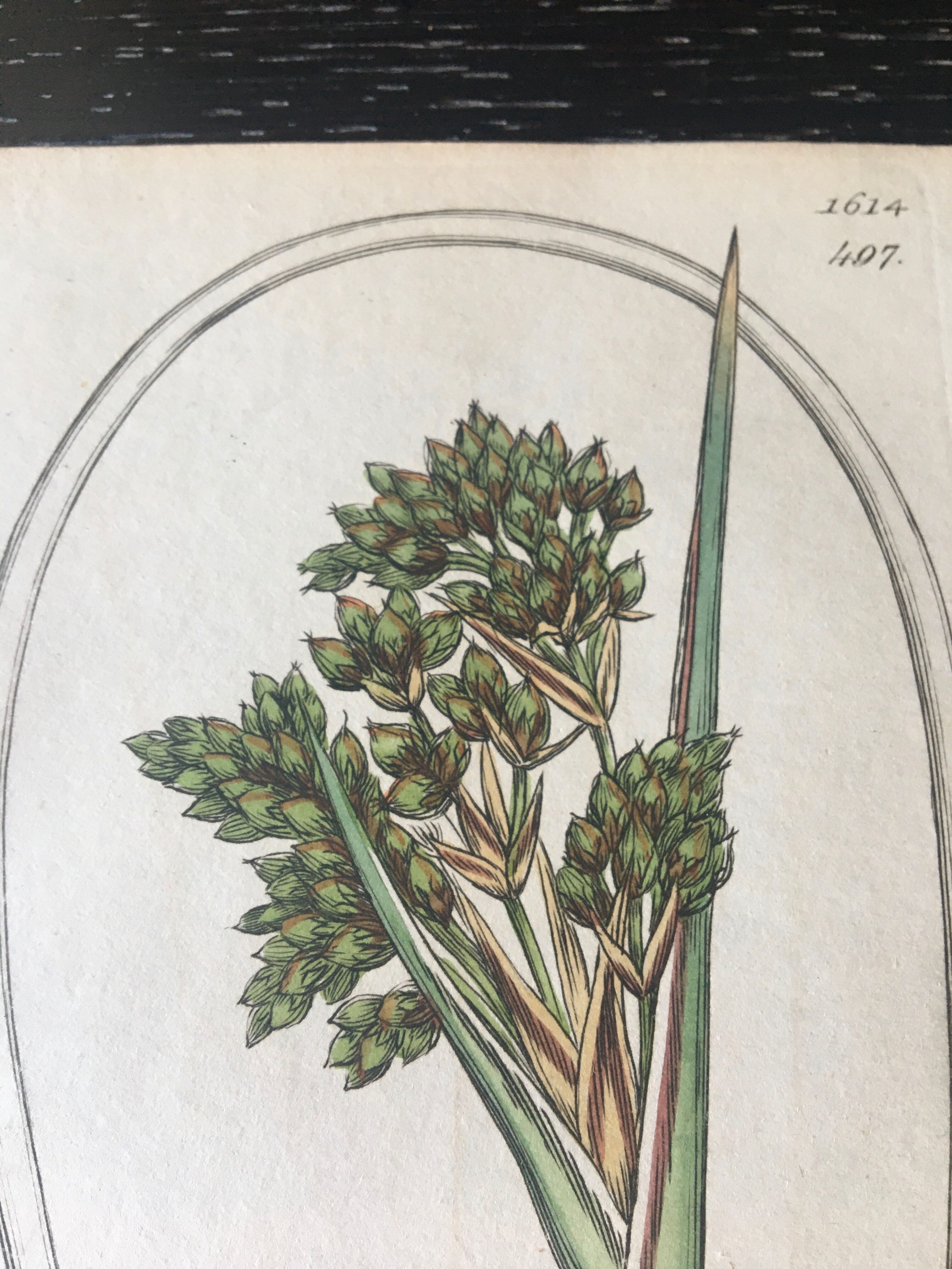 Duo de planches botaniques anglaises , édition 1809