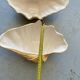 Ceramic shell