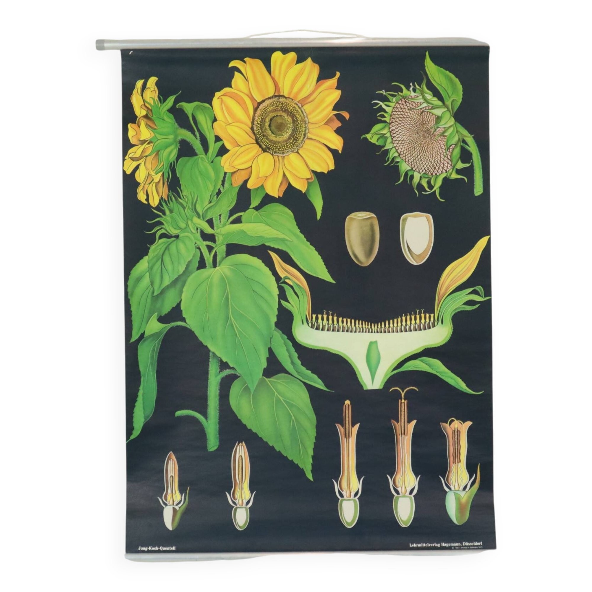 Large Vintage School Card Sunflower Jung Koch Quentell 117cm