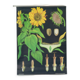 Large Vintage School Card Sunflower Jung Koch Quentell 117cm