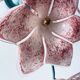 Murano glass flower wall lamp