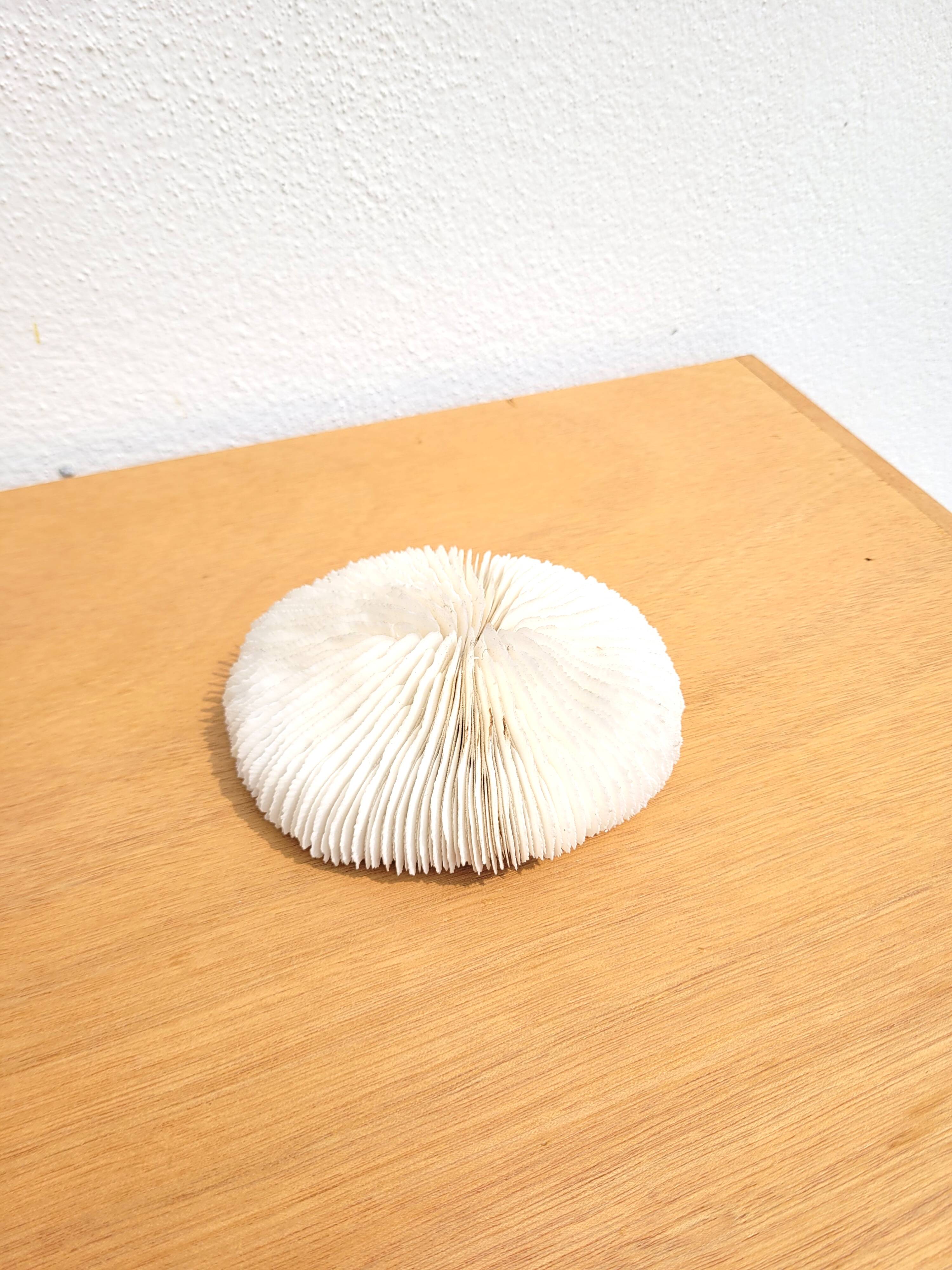 Ancient Coral Fungia or Shark Cushion