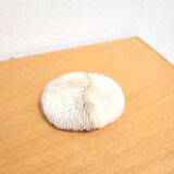 Ancient Coral Fungia or Shark Cushion
