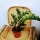 Wicker suitcase