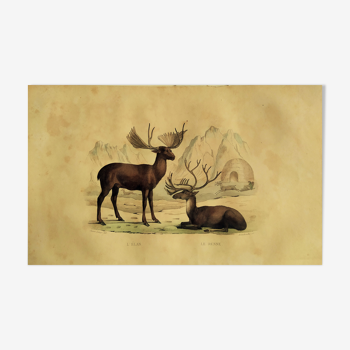 Original zoological plank "Elan - Reindeer" Buffon 1838