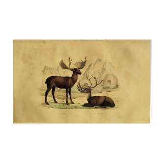 Planche zoologique originale " Elan & Renne " Buffon 1838