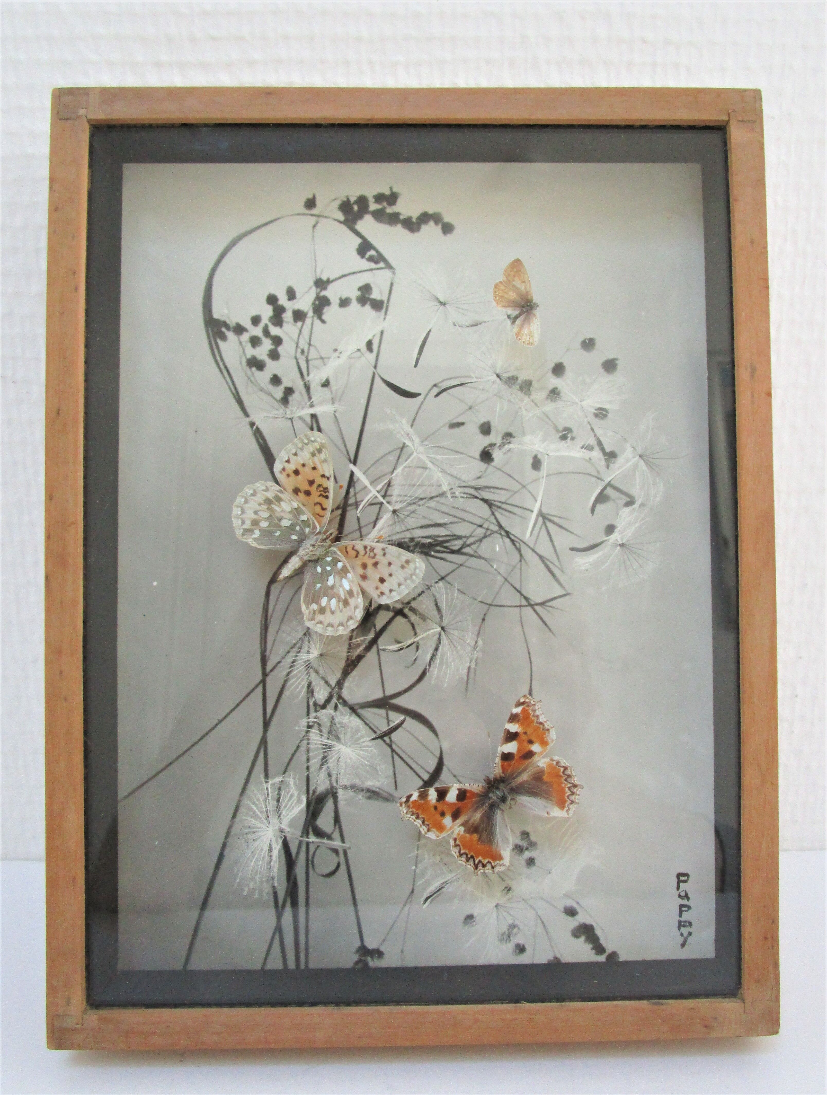 Three wooden frames with naturalized butterflies vintage 60s