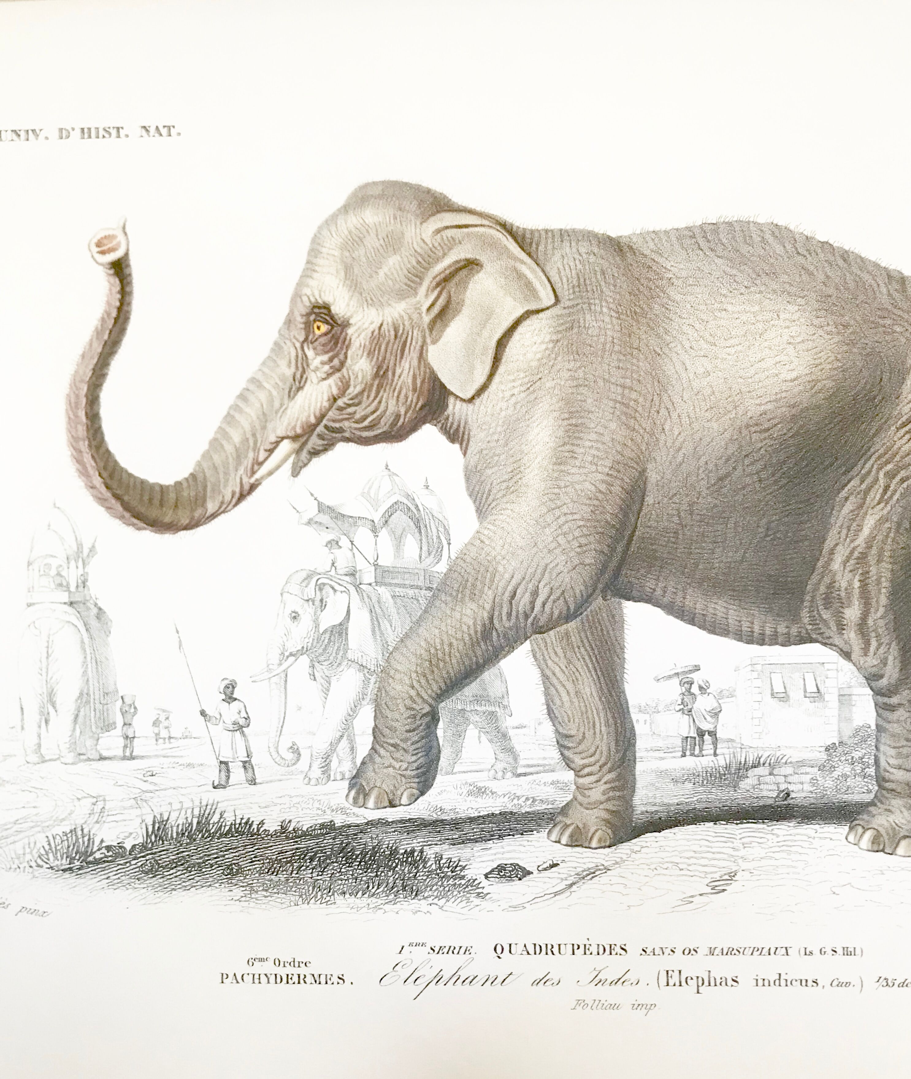 Board depicting an elephant