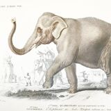 Board depicting an elephant