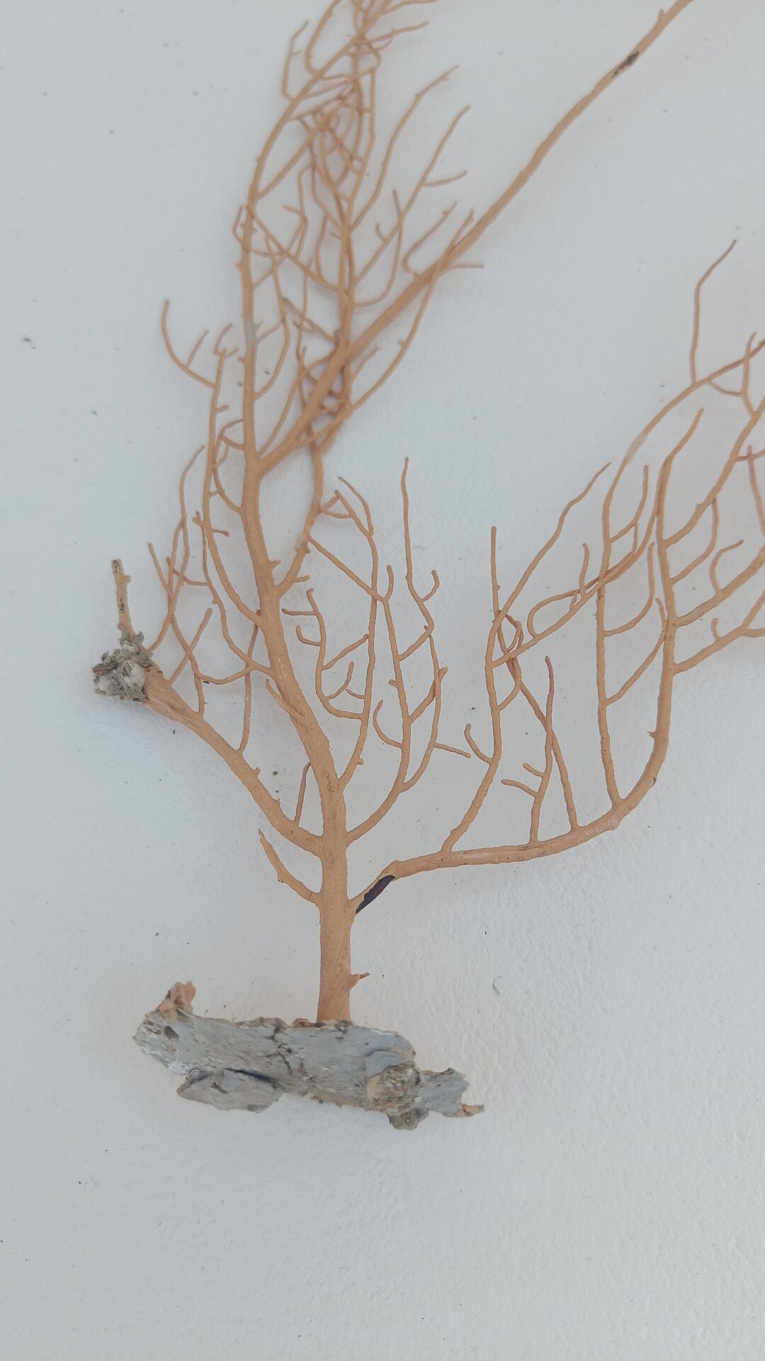 Gorgonian coral
