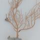 Gorgonian coral