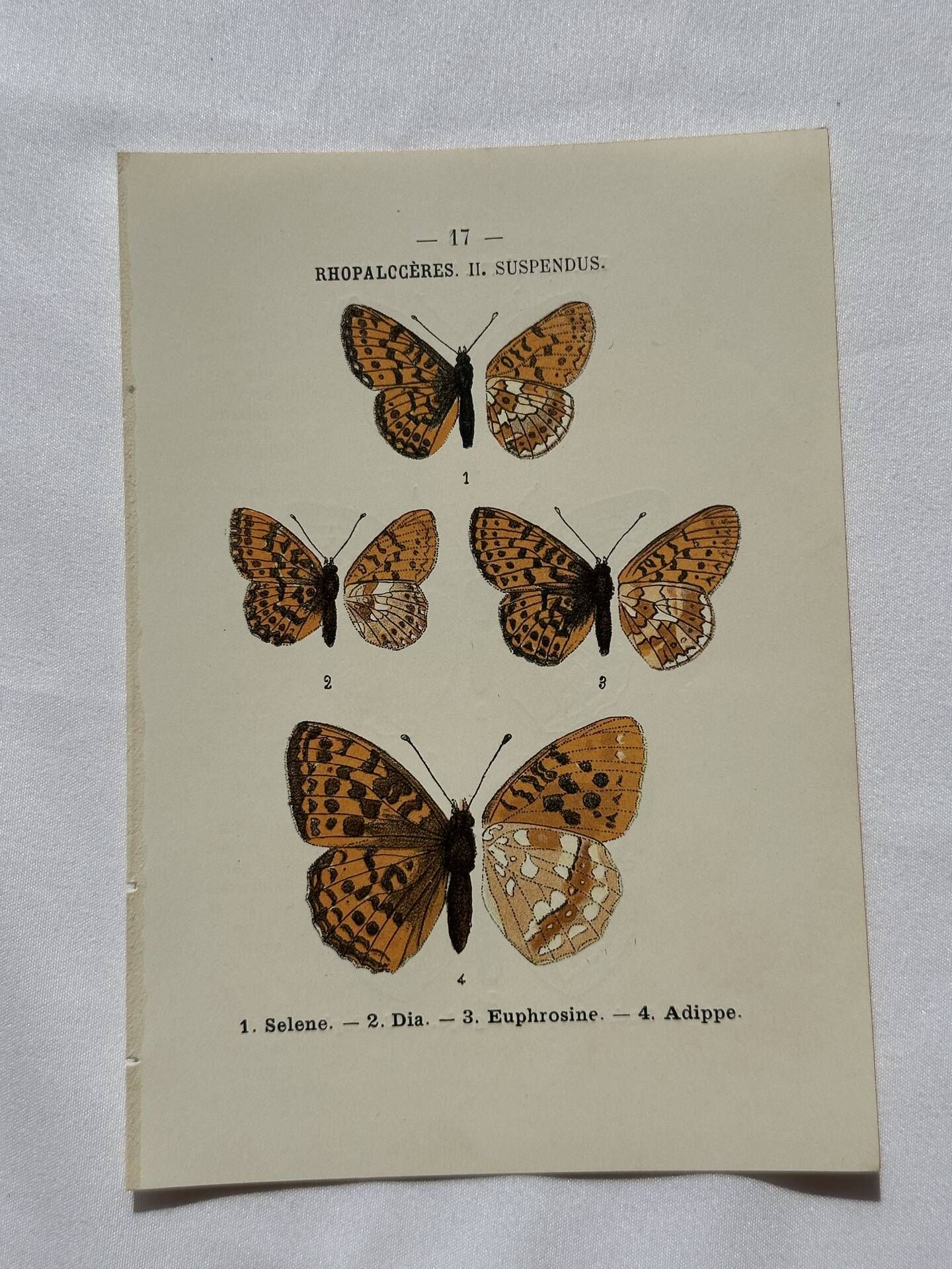 Botanical Plate 1800 Old naturalist engraving 19th century double-sided