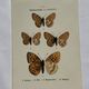 Botanical Plate 1800 Old naturalist engraving 19th century double-sided