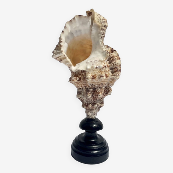 Ancien coquillage conque Murex sur socle en bois tourné Napoléon III cabinet de curiosités