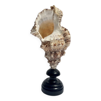 Old Murex conch shell on turned wooden base Napoleon III cabinet of curiosities