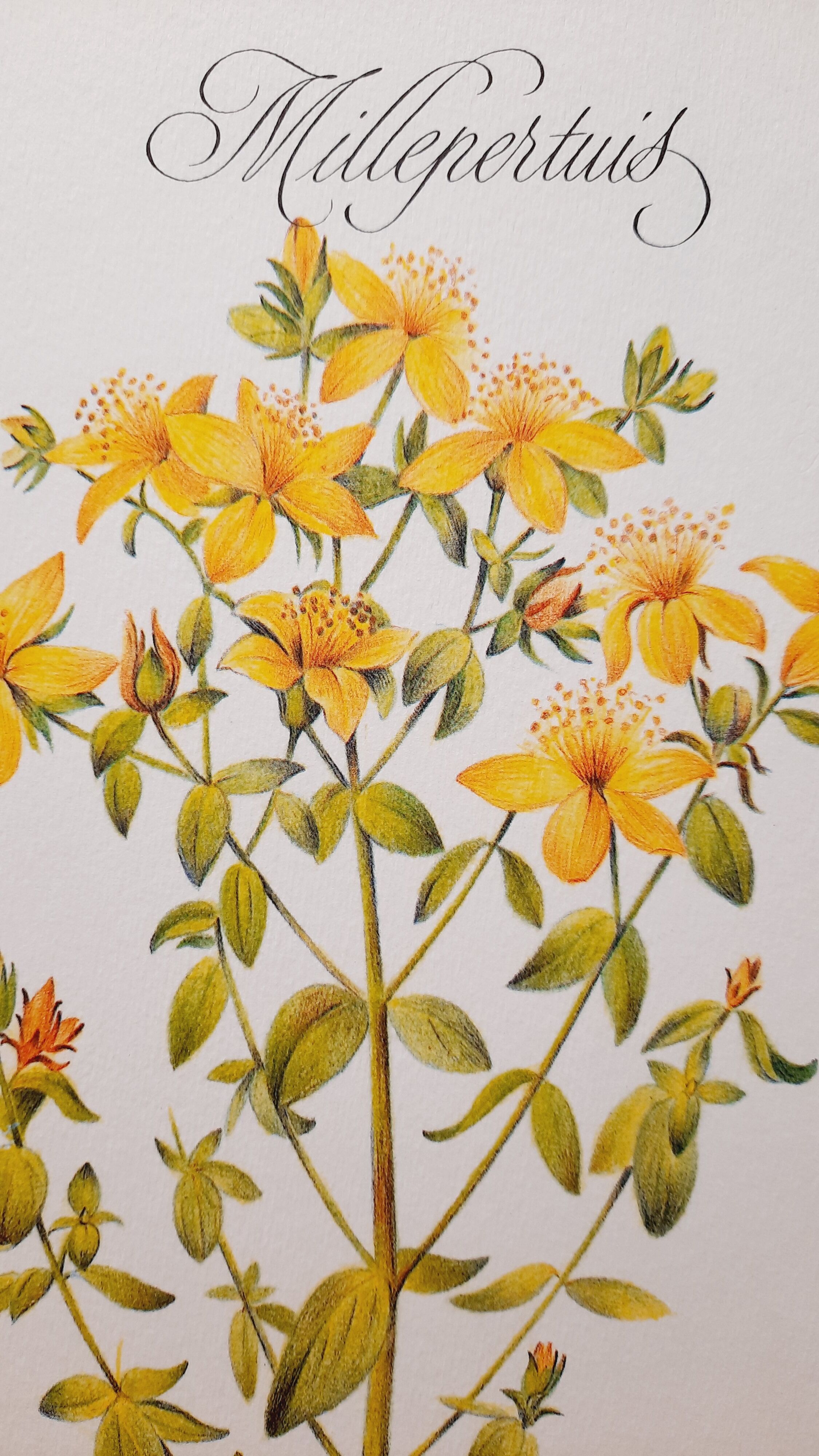 St. John's wort botanical board