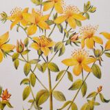 St. John's wort botanical board
