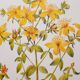 St. John's wort botanical board