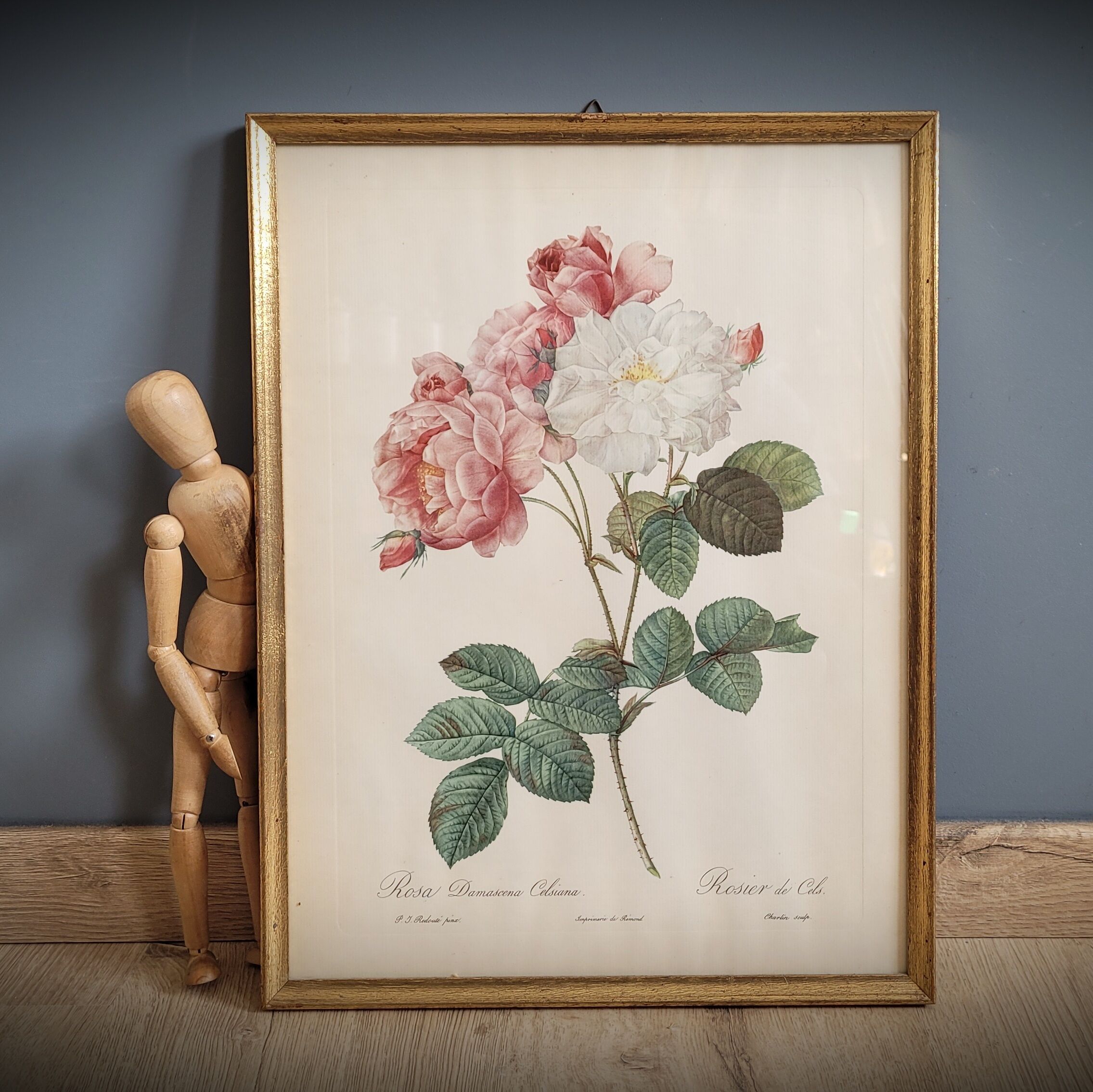 Litho rose of Cels