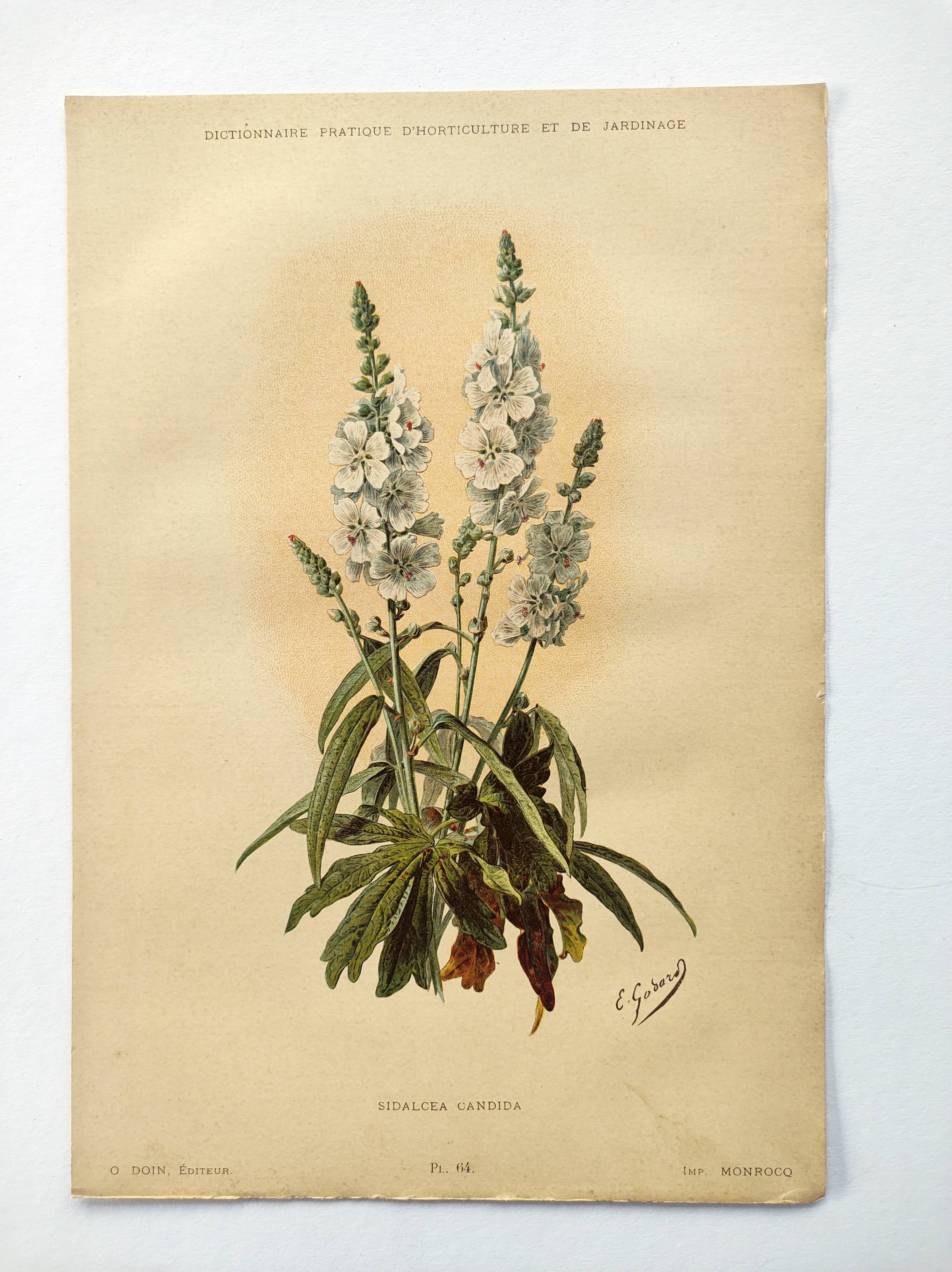 Gravure botanique de 1897 - Sidalcea Candida - Planche originale . Lithographie ancienne de fleur