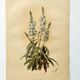 Gravure botanique de 1897 - Sidalcea Candida - Planche originale . Lithographie ancienne de fleur